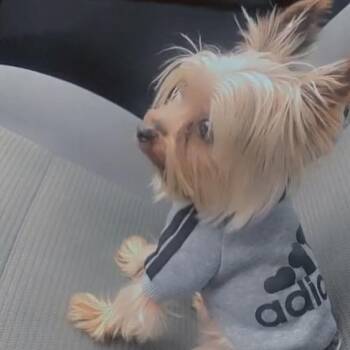 Yaga -  Yorkshire Terrier Dog for Adoption in Tunkhannock, Pennsylvania - Yaga | PetCurious