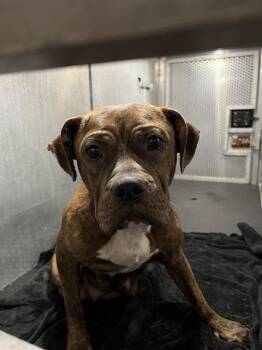 MADDY -  American Staffordshire Terrier Dog for Adoption in San Antonio, Texas - MADDY | PetCurious