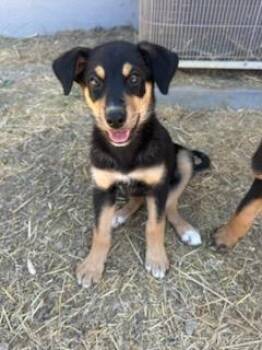 Rescue Mixed Breed Dogs for Adoption in San Jose, California - River | PetCurious