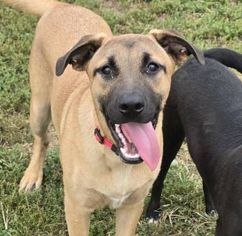 Rescue Shepherd and Hound Dogs for Adoption in Terre Haute, Indiana - Kleo | PetCurious