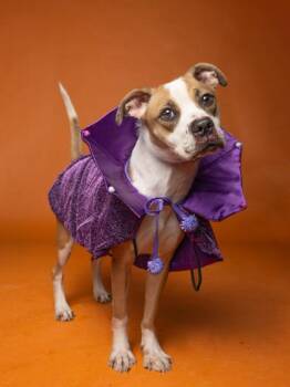 Barb -  Pit Bull Terrier and Mixed Breed Dog for Adoption in Atlanta, Georgia - Barb | PetCurious
