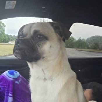 Pug and Chihuahua Dogs Available for Adoption in Stockbridge, Georgia - Pugsly  | PetCurious