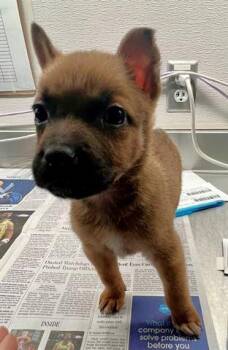 Chihuahua and Mixed Breed Dogs Available for Adoption in Houston, Texas - SERENITY | PetCurious