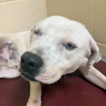 Rascal -  English Bulldog and Mixed Breed Dog for Adoption in Palestine, Texas - Rascal | PetCurious