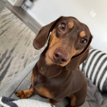 Ryder - OHIO ONLY -  Dachshund Dog for Adoption in Lebanon, Ohio - Ryder - OHIO ONLY | PetCurious