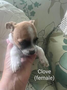 Chihuahua puppies -  Chihuahua Dog for Adoption in Cape Coral, Florida - Chihuahua Puppies | PetCurious