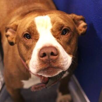 26-01487 -  Pit Bull Terrier Dog for Adoption in Fredericksburg, Virginia - 26-01487 | PetCurious