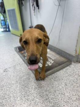 Carolina - 1 -  Hound and Mixed Breed Dog for Adoption in Daytona Beach, Florida - Carolina - 1 | PetCurious