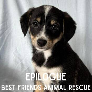 Beagle Dogs Available for Adoption - Epilogue | PetCurious