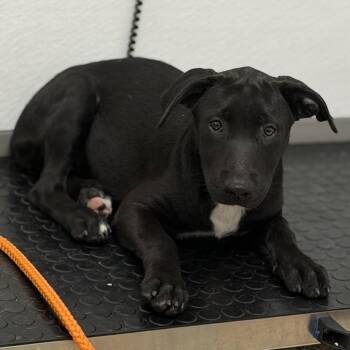Moonbear -  Shepherd and Mixed Breed Dog for Adoption in Bullhead City, Arizona - Moonbear | PetCurious