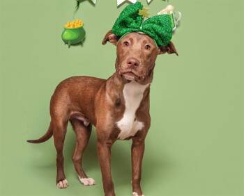 SARSAPARILLA -  Labrador Retriever Dog for Adoption in Brentwood, Missouri - SARSAPARILLA | PetCurious