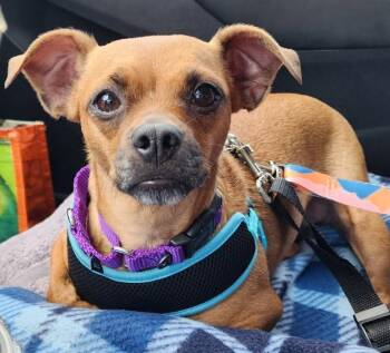 Rescue Chihuahua and Shih Tzu Dogs for Adoption in Shelbyville, Tennessee - Squirt In NC | PetCurious