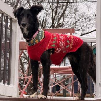 Saluki and Labrador Retriever Dogs Available for Adoption - Amara | PetCurious