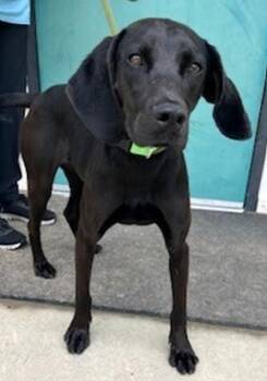 Joanna -  Mixed Breed Dog Available for Adoption in Morristown, New Jersey - Joanna | PetCurious