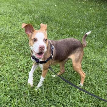 Penumbra -  Mixed Breed Dog for Adoption in Pittsburgh, Pennsylvania - Penumbra | PetCurious