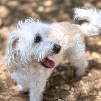 Asoka -  Poodle and Schnauzer Dog for Adoption in Boerne, Texas - Asoka | PetCurious