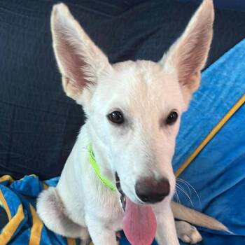 Kodiak -  German Shepherd Dog and Mixed Breed Dog for Adoption in St. Peters, Missouri - Kodiak | PetCurious