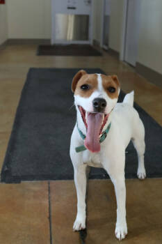 Rescue Jack Russell Terrier Dogs for Adoption in Austin, Minnesota - Bobo | PetCurious
