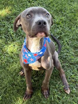 JAMES -  Pit Bull Terrier Dog Available for Adoption in Tulsa, Oklahoma - JAMES | PetCurious