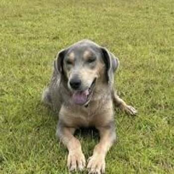 Rescue Hound and Labrador Retriever Dogs for Adoption in Calabash, North Carolina - Raelynn | PetCurious