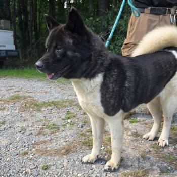 Zoey -  Akita Dog for Adoption in Sumter, South Carolina - Zoey | PetCurious