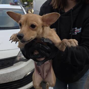 Rosemary -  Mixed Breed Dog for Adoption in Klamath Falls, Oregon - Rosemary | PetCurious