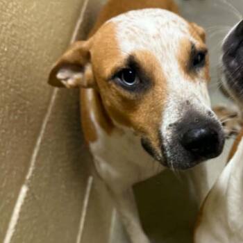 Luna -  Labrador Retriever and Pit Bull Terrier Dog for Adoption in Palestine, Texas - Luna | PetCurious