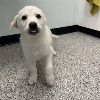 Shetland Sheepdog Sheltie and Shepherd Dogs Available for Adoption in Clavet, Saskatchewan - Sydney | PetCurious
