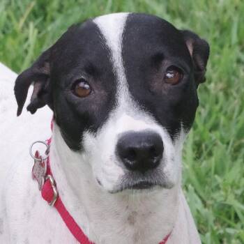 Rescue Pointer and Mixed Breed Dogs for Adoption in Miami, Florida - Bessie | PetCurious