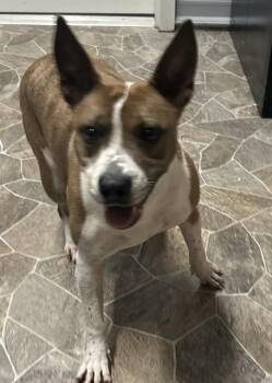 American Staffordshire Terrier Dogs Available for Adoption - CANDY | PetCurious