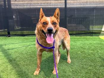 Australian Cattle Dog Blue Heeler Dogs Available for Adoption in Tustin, California - FINN | PetCurious