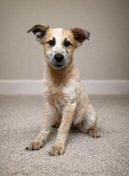 Great Pyrenees and Australian Cattle Dog Blue Heeler Dogs Available for Adoption in Hardeeville, South Carolina - Cloud | PetCurious