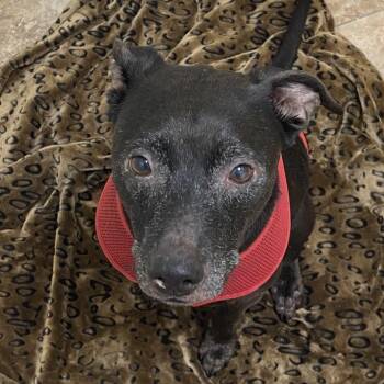 Buddy -  Labrador Retriever and Parson Russell Terrier Dog for Adoption in Tulsa, Oklahoma - Buddy | PetCurious