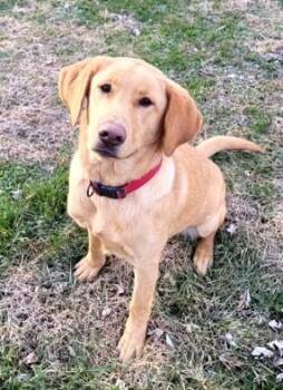 Yellow Labrador Retriever Dogs Available for Adoption - Ruby June | PetCurious