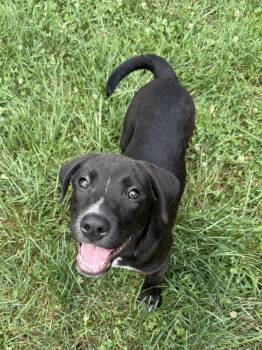Zane -  Labrador Retriever Dog for Adoption in Roxbury Township, New Jersey - Zane | PetCurious