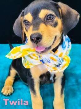 Twila -  Beagle Dog for Adoption in Mount Laurel Township, New Jersey - Twila | PetCurious