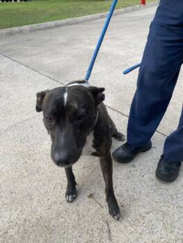 Mixed Breed Dogs Available for Adoption in Dallas, Texas - 1285051 | PetCurious