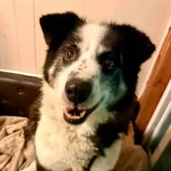 Husky Dogs Available for Adoption - Scoobie | PetCurious