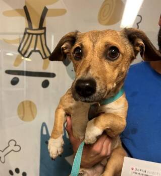 A1913860 -  Chihuahua and Mixed Breed Dog Available for Adoption in Blythe, California - A1913860 | PetCurious