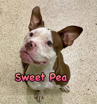 Rescue American Bulldog Dogs for Adoption in Muncie, Indiana - Sweet Pea | PetCurious