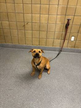 Rescue Pit Bull Terrier Dogs for Adoption in Greenfield, Indiana - Zena | PetCurious