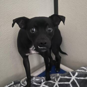 Italian Greyhound and Chihuahua Dogs Available for Adoption in Chino Hills, California - Rupaul (C000-206) - Chino Hills Location | PetCurious