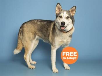 Husky Dogs Available for Adoption in Phoenix, Arizona - HERA | PetCurious