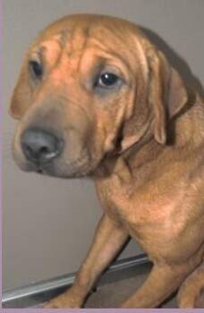 Shar Pei Dogs Available for Adoption in Dallas, Texas - Wrinkles | PetCurious