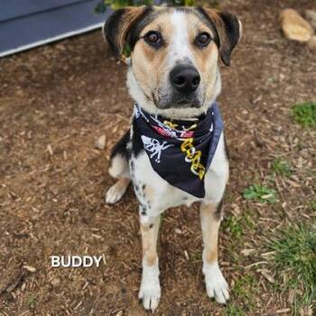 Buddy -  Mixed Breed Dog for Adoption in Sevierville, Tennessee - Buddy | PetCurious
