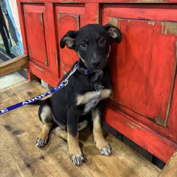 Mixed Breed Dogs Available for Adoption in Midland, Texas - FWT Marley | PetCurious