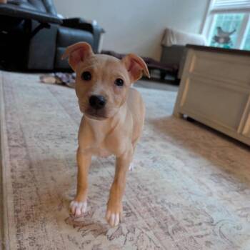 Bo Peep -  Mixed Breed Dog for Adoption in Fredericksburg, Virginia - Bo Peep | PetCurious