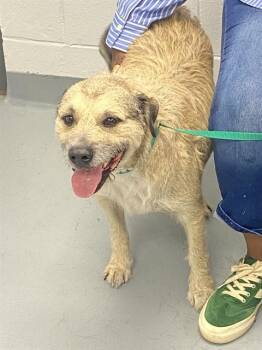Terrier and Mixed Breed Dogs Available for Adoption in St. Cloud, Florida - LUKE | PetCurious