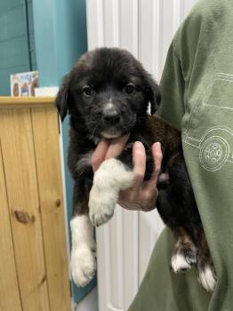 Great Pyrenees and Mixed Breed Dogs Available for Adoption - Malibu | PetCurious