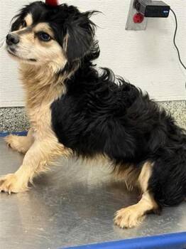 Border Terrier Dogs Available for Adoption in Houston, Texas - A655351 | PetCurious